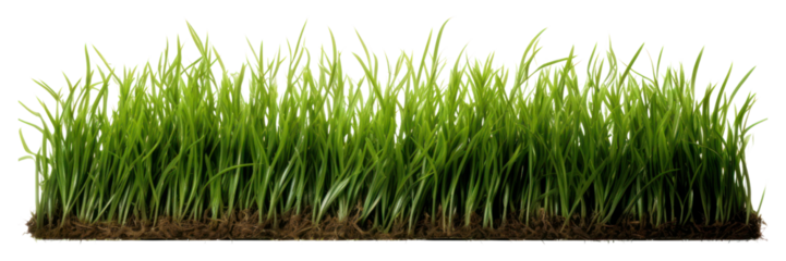 PNG Grass plant lawn agriculture.