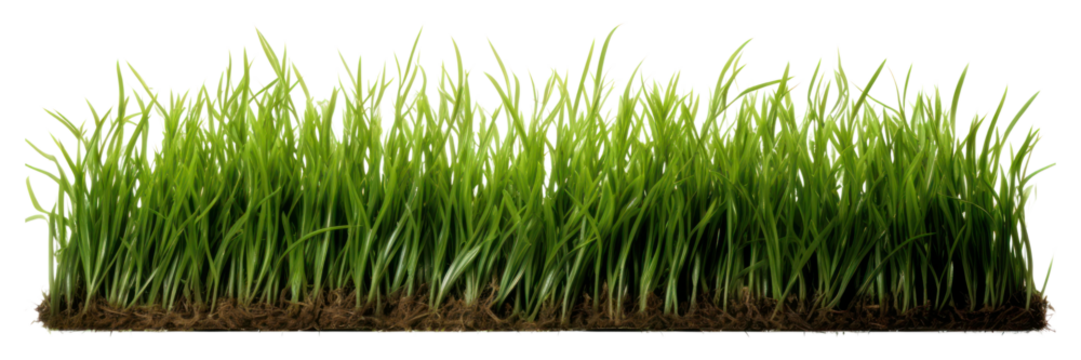 PNG Grass plant lawn agriculture.