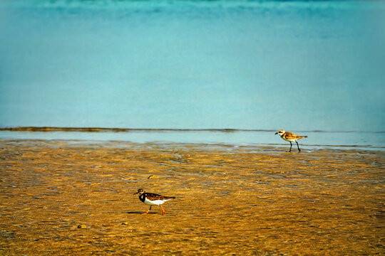 The coast of the Persian Gulf at low tide. European turnstone (Arenaria interpres) as wintering bird and plower