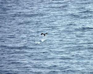 Tropical seas. Views of the Bali Sea from the ship in winter,summer in the southern hemisphere. Indonesia. Brown booby (Sula leucogaster) flies fishing