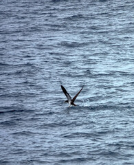 Tropical seas. Views of the Bali Sea from the ship in winter,summer in the southern hemisphere. Indonesia. Brown booby (Sula leucogaster) flies fishing