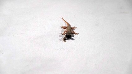The gecko on the painted wall of the hotel is a typical tourist situation. As always, it's Hemidactylus frenatus - Common house gecko. Surabaya. Indonesia