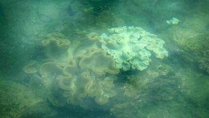 A tropical vase sponge in shallow water. Exotic seas. Bali Sea
