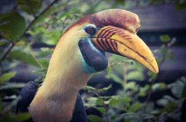 Helmhornvogel, Rhyticeros cassidix