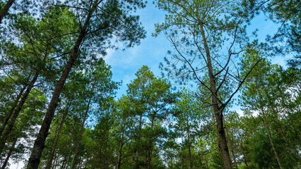 Fototapeta premium Old carvel pine forest on the island of Sulawesi, high-class forest