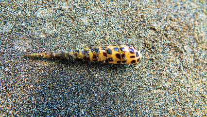 Gastropod mollusk from Sulawesi sea., Sulawesi island. Probably Terebra subulata