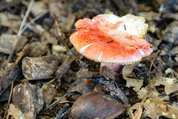 A vibrant Russula mushroom with a red and pink cap is shown growing on the forest floor in Waukesha County, Wisconsin during September.
