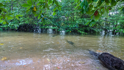 Tropical seas of South Asia. Sulawesi sea. Bunaken Island coast. Mangrove forests, Avicennia germinans Pneumatophores