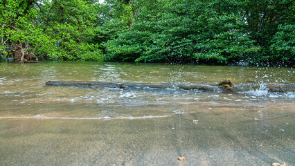 Tropical seas of South Asia. Sulawesi sea. Bunaken Island coast. Mangrove forests, Avicennia germinans Pneumatophores
