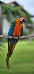 blue and yellow macaw