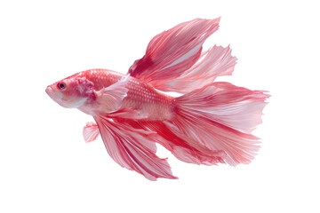 Pink Betta Fish with Flowing Fins on Transparent Background