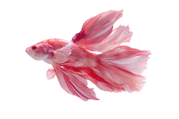 Pink Betta Fish with Flowing Fins on Transparent Background