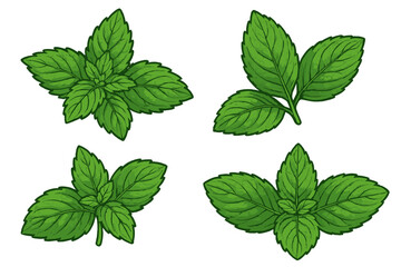 Set of fresh green mint leaves vector illustration. Peppermint and spearmint sprigs collection. Botanical plant icon for herbal tea, food ingredients, and natural products.