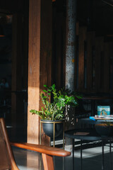 Potted Plant in Afternoon Light