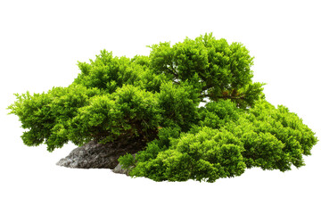 Obraz premium Green Bushy Shrub on Transparent Background for Garden Use