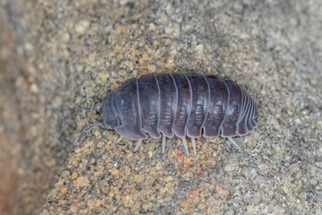 Pill woodlouse on rough stone surface