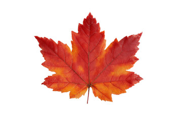 A leaf with a red stem