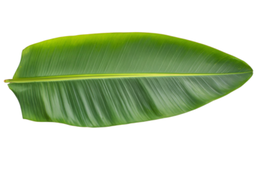 A green leaf is shown on a white background