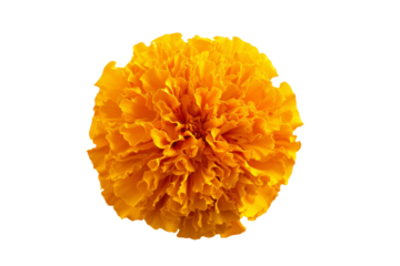 A large yellow flower with a yellow center