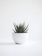 Minimalist Indoor Succulent - Modern Home Decor with Elegant Greenery on White Background