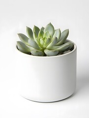 Eco-Friendly Indoor Greenery: Succulent Potted Plants for Modern Home Decor and Sustainable Living