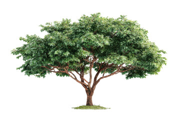 Isolated Broadleaf Tree on Transparent Background for Design