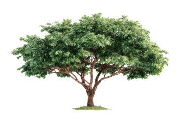 Isolated Broadleaf Tree on Transparent Background for Design