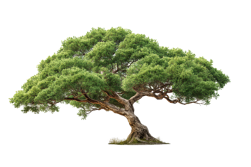 Lone windswept tree on transparent background