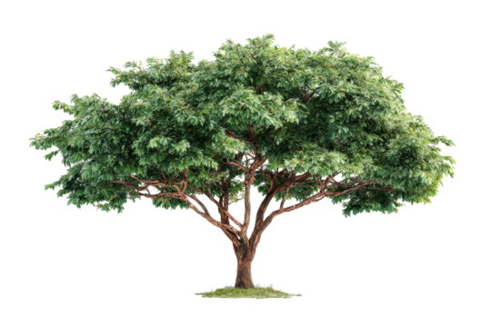 Isolated Broadleaf Tree on Transparent Background for Design