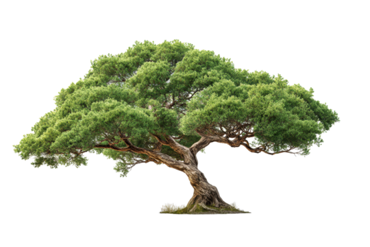 Lone windswept tree on transparent background