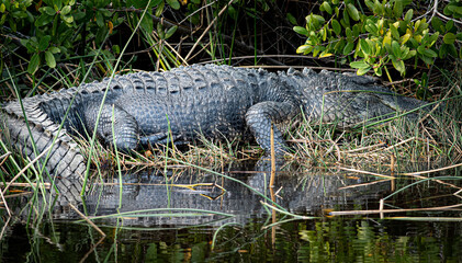 Alligator resting on the riverside. 