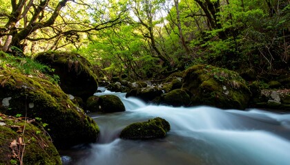 Obraz premium Lush green forest stream with mossy rocks and flowing water.