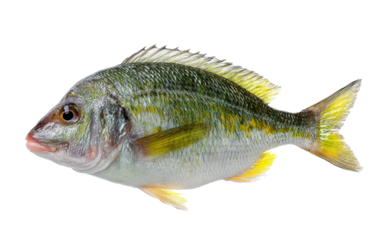 Fresh Yellowstripe Sea Bream on Transparent Background