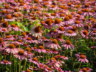 Field of vibrant pink and purple coneflowers in summer sunlight