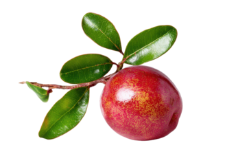 Single Red Tropical Fruit with Leaves on Transparent Background