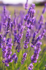 Close up, macro view of vibrant purple lavender flowers in soft evening sunlight. Golden light, delicate texture and fragrant essence of blooming plants in full summer. Natural background, lanscape