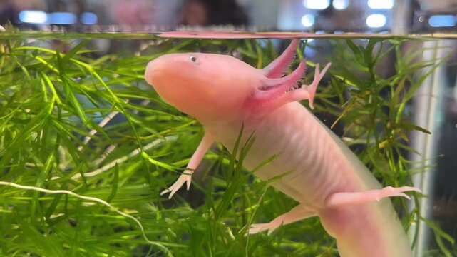 Axolotl salamander