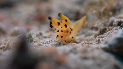 close up of a caterpillar on a branch