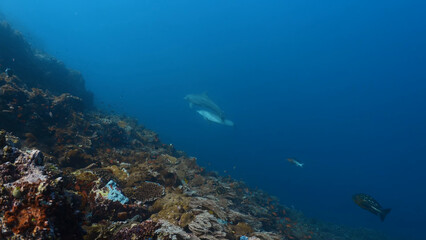 coral reef with fish