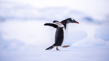 Gentoo penguins of Antarctica on an iceberg