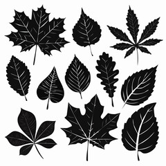 silhouette leaves set autumn on white background isolated, vector