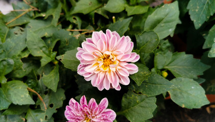 Dalia Dahlia pinnata Cav. Fiori colorati tra le foglie verdi
