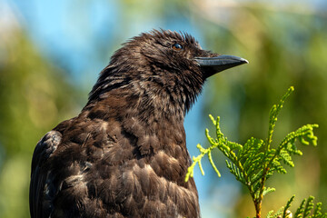 Pensive American Crow with fluffed head feathers