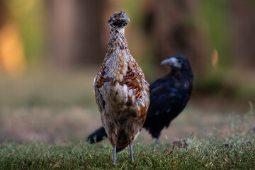 pheasant in the grass