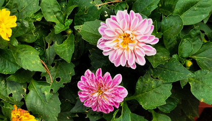Dalia Dahlia pinnata Cav. Fiori colorati tra le foglie verdi