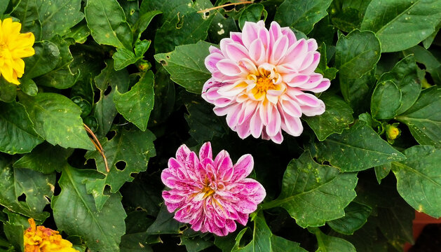 Dalia Dahlia pinnata Cav. Fiori colorati tra le foglie verdi