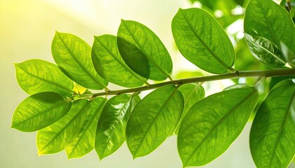 Fototapeta premium Glossy Green Leaves Branch Close Up