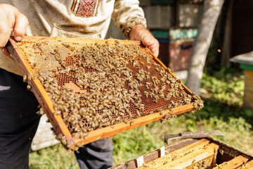 Beekeeper holding bee covered frame during inspection at apiary
