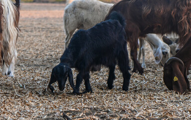 Cyprus goats grazing in sunlit meadow
