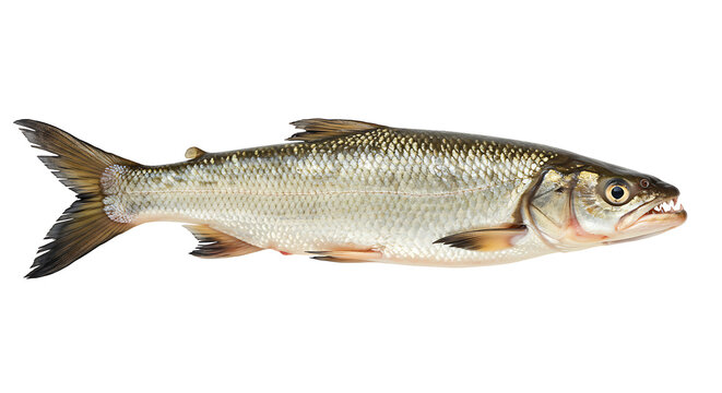 Freshwater tra&iacute;ra fish isolated on white background, elongated body with visible teeth